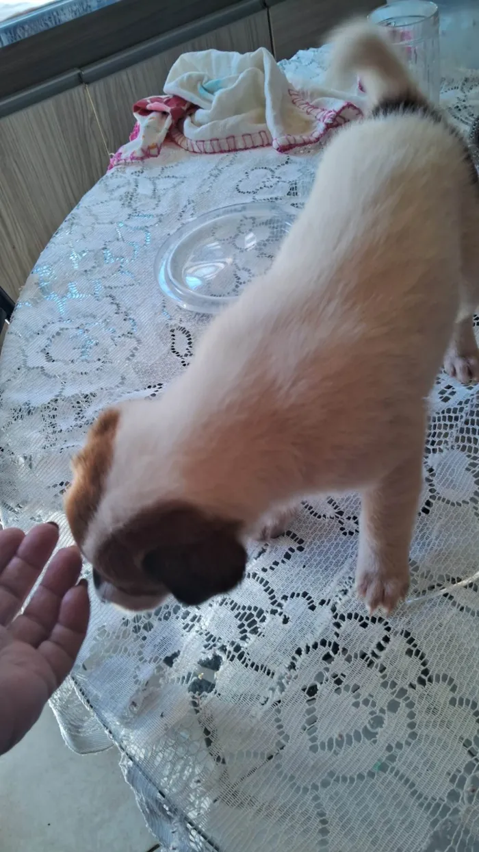 Cachorro ra a SRD-ViraLata idade Abaixo de 2 meses nome Bebes