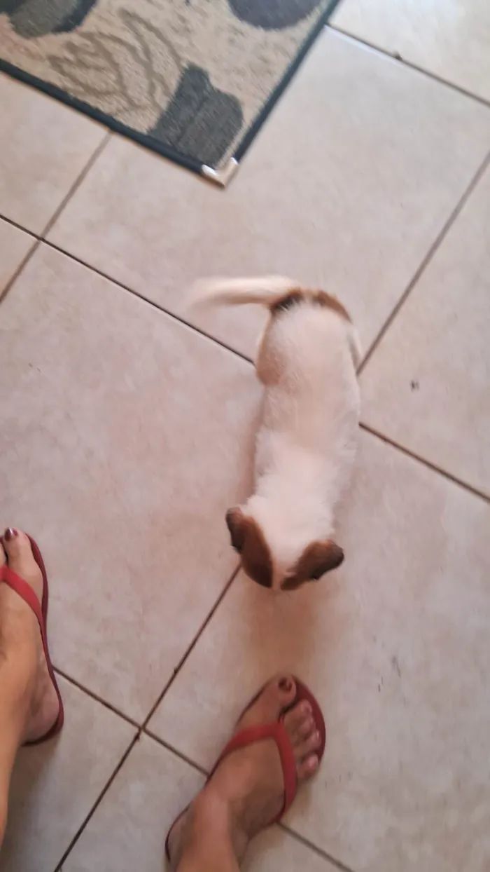 Cachorro ra a SRD-ViraLata idade Abaixo de 2 meses nome Bebes