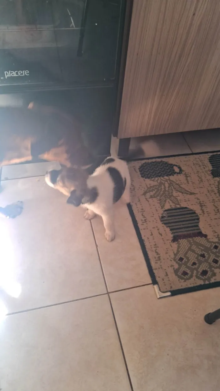 Cachorro ra a SRD-ViraLata idade Abaixo de 2 meses nome Bebes