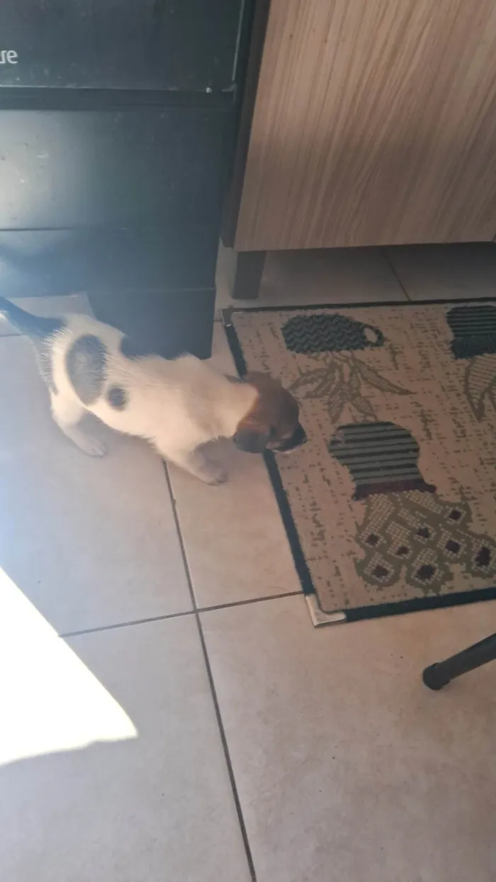 Cachorro ra a SRD-ViraLata idade Abaixo de 2 meses nome Bebes