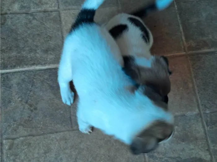 Cachorro ra a SRD-ViraLata idade Abaixo de 2 meses nome Bebes