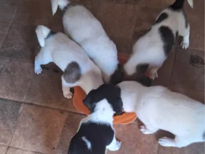 Cachorro raça SRD-ViraLata idade Abaixo de 2 meses nome Bebes