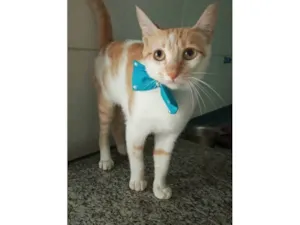 Gato raça SRD-ViraLata idade 7 a 11 meses nome Brad Pitt 