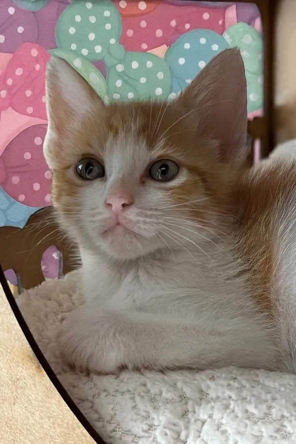 Gato ra a SRD-ViraLata idade Abaixo de 2 meses nome Jaqueline 