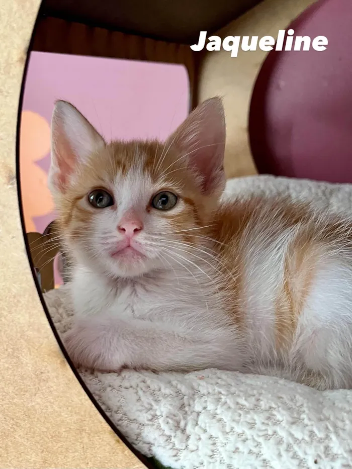 Gato ra a SRD-ViraLata idade Abaixo de 2 meses nome Jaqueline 