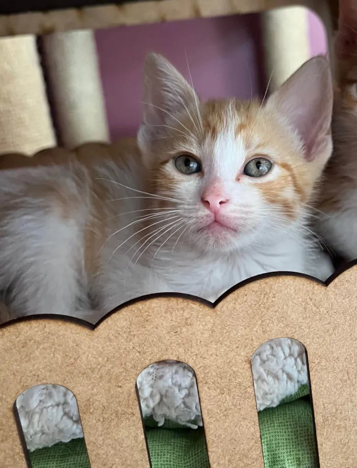 Gato ra a SRD-ViraLata idade Abaixo de 2 meses nome Jaqueline 