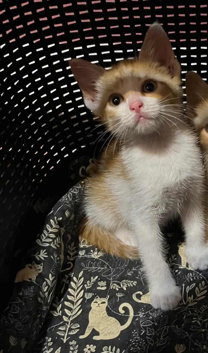 Gato ra a SRD-ViraLata idade Abaixo de 2 meses nome Jaqueline 