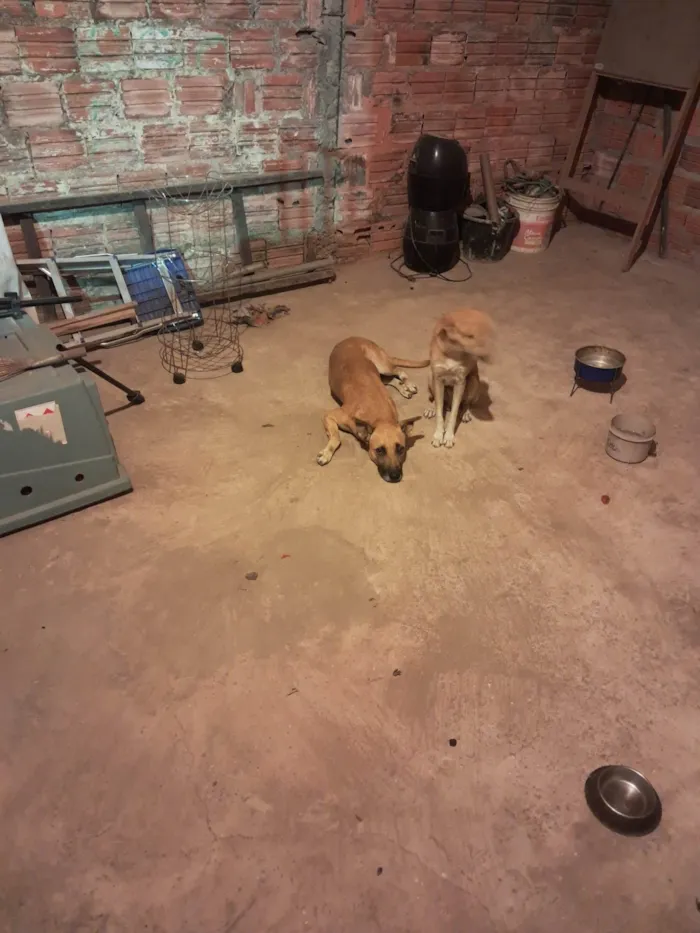 Cachorro ra a SRD-ViraLata idade 2 anos nome Sansão 