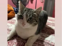 Gato ra a SRD-ViraLata idade 3 anos nome Milla