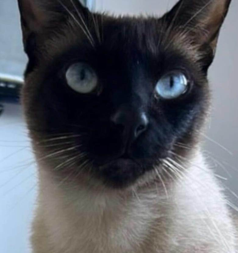Gato ra a Siamês idade 3 anos nome Marcelino