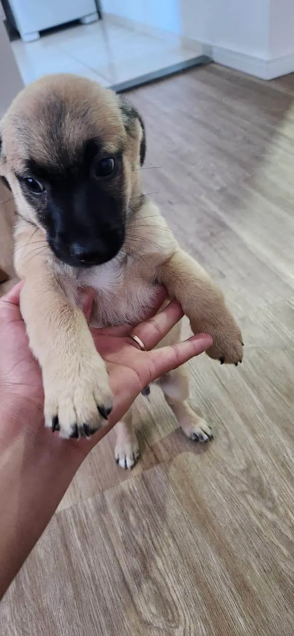 Cachorro ra a SRD-ViraLata idade Abaixo de 2 meses nome Bebel e Beleleu