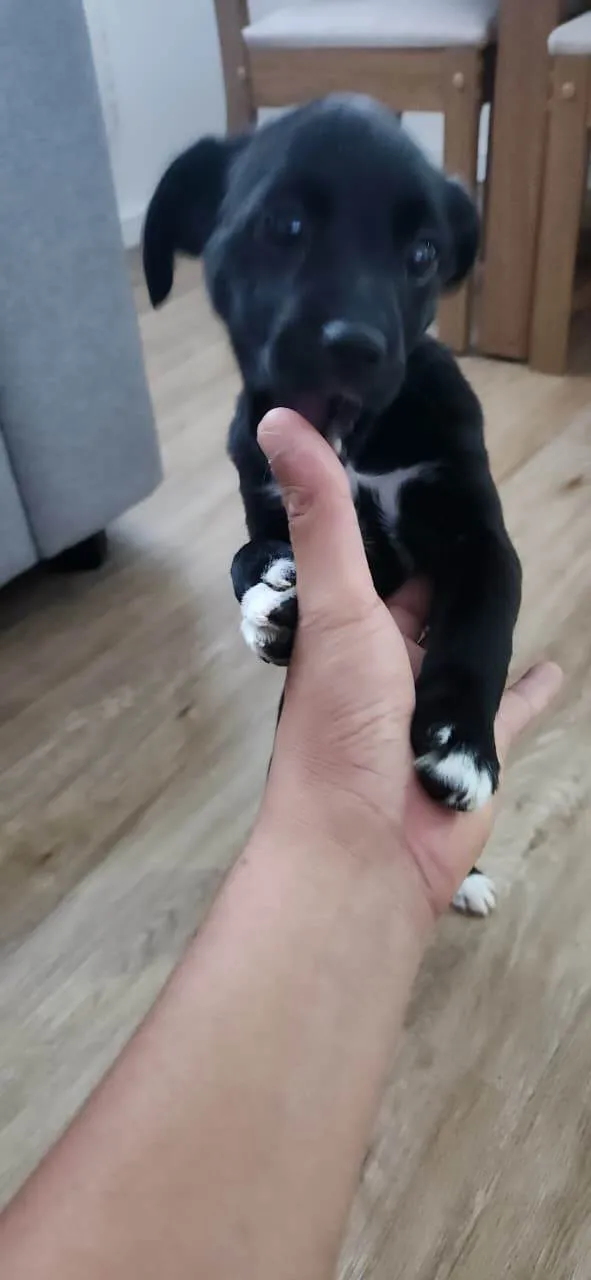 Cachorro ra a SRD-ViraLata idade Abaixo de 2 meses nome Bebel e Beleleu