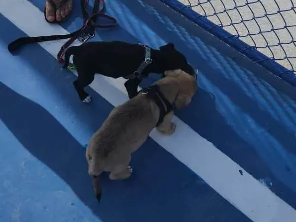 Cachorro ra a SRD-ViraLata idade Abaixo de 2 meses nome Bebel e Beleleu