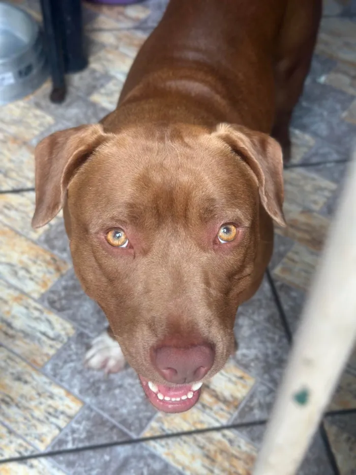 Cachorro raça Pit-Bull idade 1 ano nome Kira e Kiara 