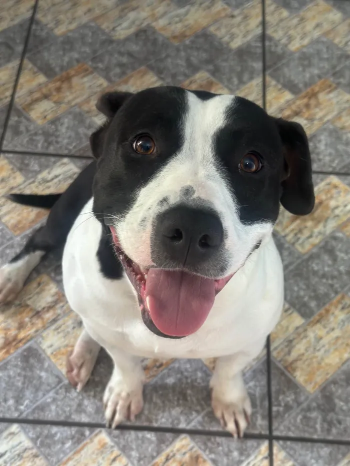 Cachorro raça Pit-Bull idade 1 ano nome Kira e Kiara 