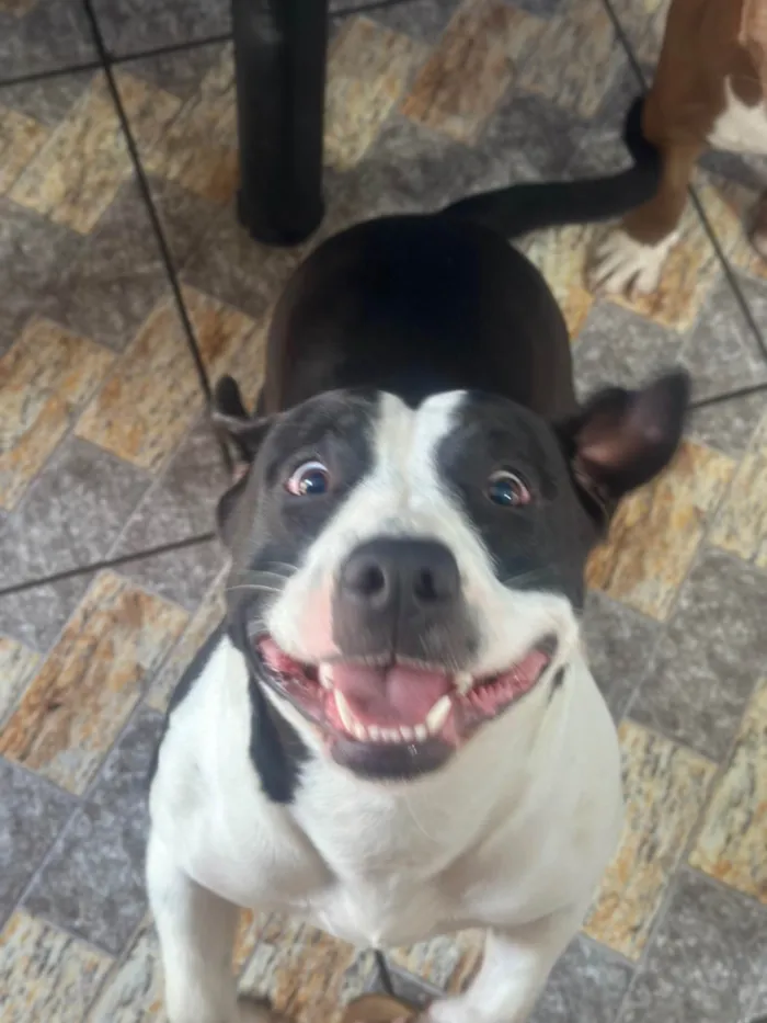 Cachorro raça Pit-Bull idade 1 ano nome Kira e Kiara 