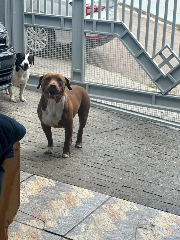 Cachorro raça Pit-Bull idade 1 ano nome Kira e Kiara 