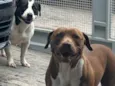 Cachorro raça Pit-Bull idade 1 ano nome Kira e Kiara 