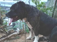 Cachorro raça Pit-Bull idade 4 anos nome Bradock 