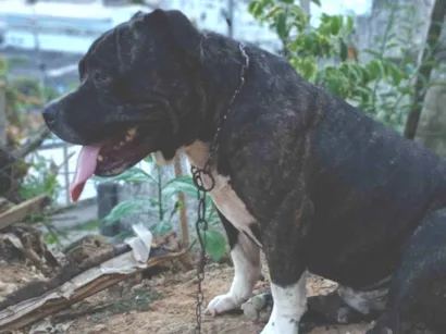 Cachorro raça Pit-Bull idade 4 anos nome Bradock 