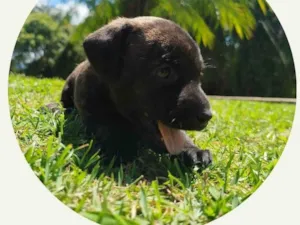 Cachorro raça SRD-ViraLata idade Abaixo de 2 meses nome Pretinha