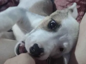 Cachorro raça SRD-ViraLata idade Abaixo de 2 meses nome Nina