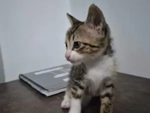 Gato raça SRD-ViraLata idade Abaixo de 2 meses nome Gato