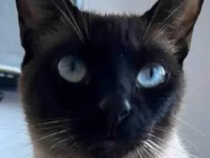Gato ra a Siamês idade 3 anos nome Marcelino