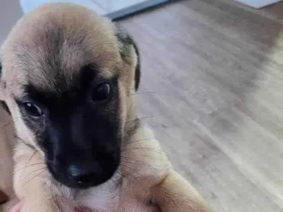 Cachorro raça SRD-ViraLata idade Abaixo de 2 meses nome Bebel e Beleleu