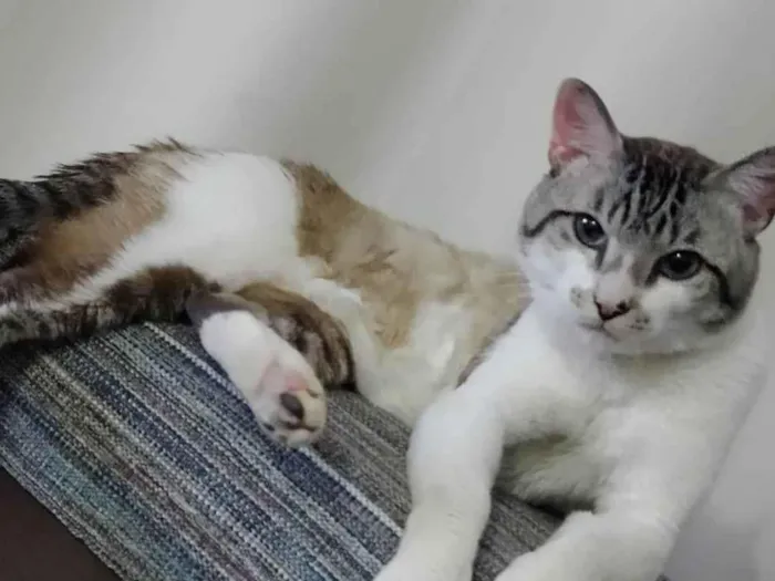 Gato ra a SRD-ViraLata idade 6 ou mais anos nome Tico