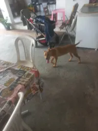 Cachorro raça SRD-ViraLata idade 2 a 6 meses nome Mel