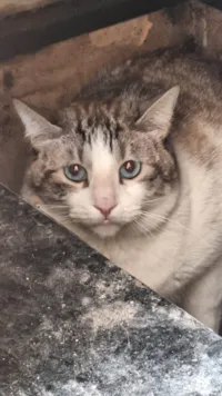 Gato raça Exótico idade 2 anos nome Pequeno