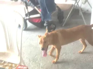 Cachorro raça SRD-ViraLata idade 2 a 6 meses nome Mel