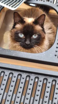 Gato ra a Siamês idade 2 anos nome Alladin