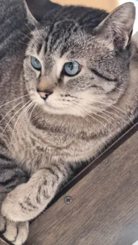 Gato ra a Exótico idade 2 anos nome Abul