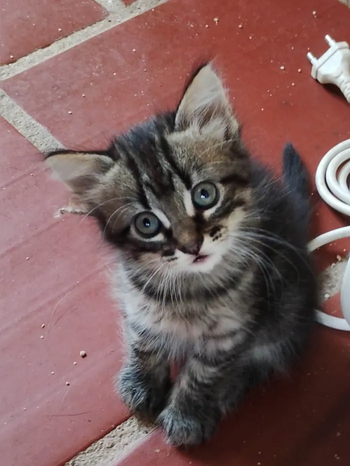 Gato ra a SRD-ViraLata idade Abaixo de 2 meses nome Tigrado 1