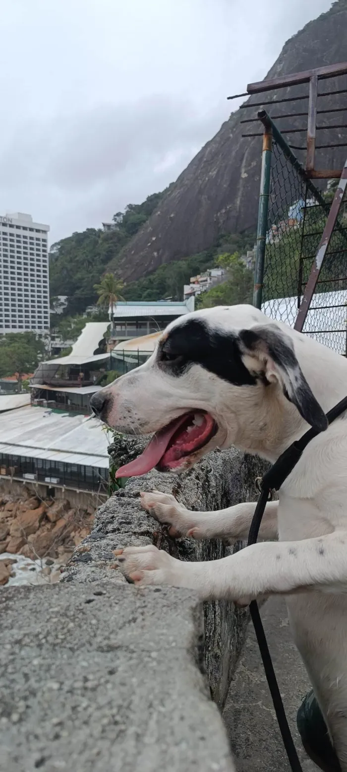 Cachorro ra a Pit-Bull idade 2 a 6 meses nome Thor