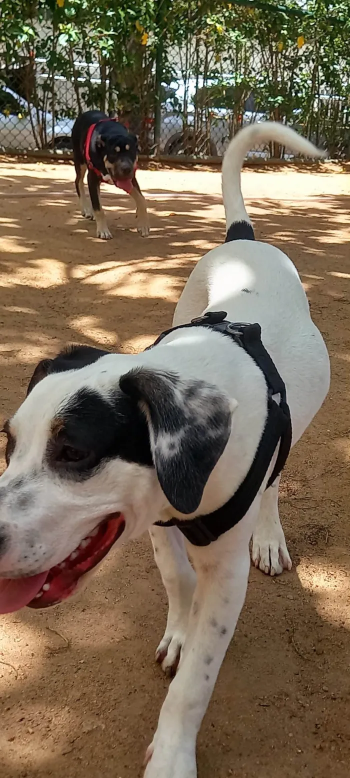 Cachorro ra a Pit-Bull idade 2 a 6 meses nome Thor