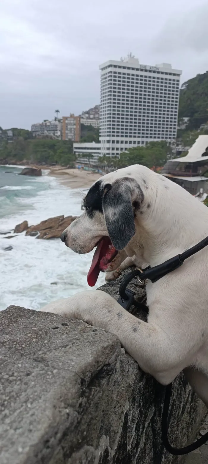 Cachorro ra a Pit-Bull idade 2 a 6 meses nome Thor