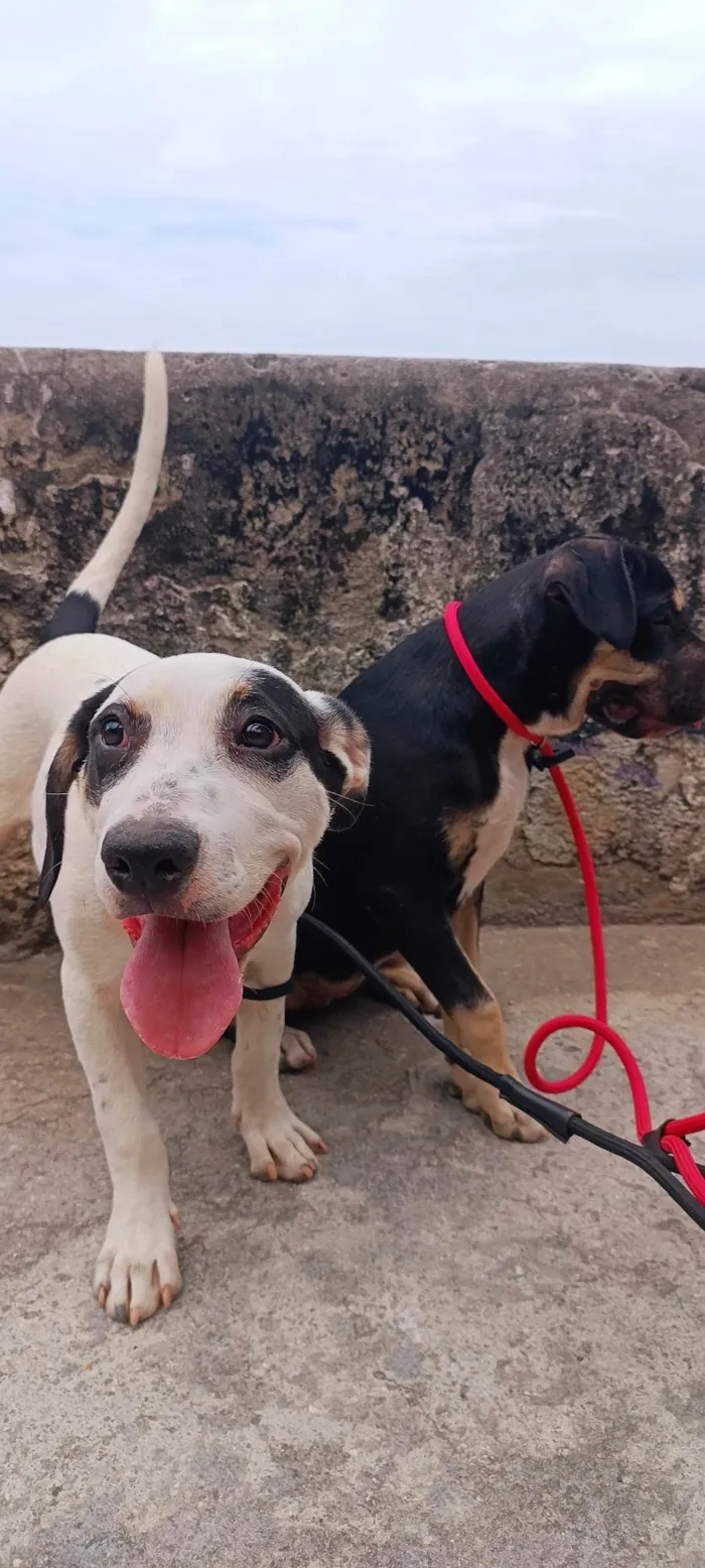 Cachorro ra a Pit-Bull idade 2 a 6 meses nome Thor