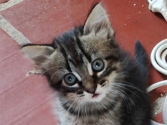 Gato ra a SRD-ViraLata idade Abaixo de 2 meses nome Tigrado 1