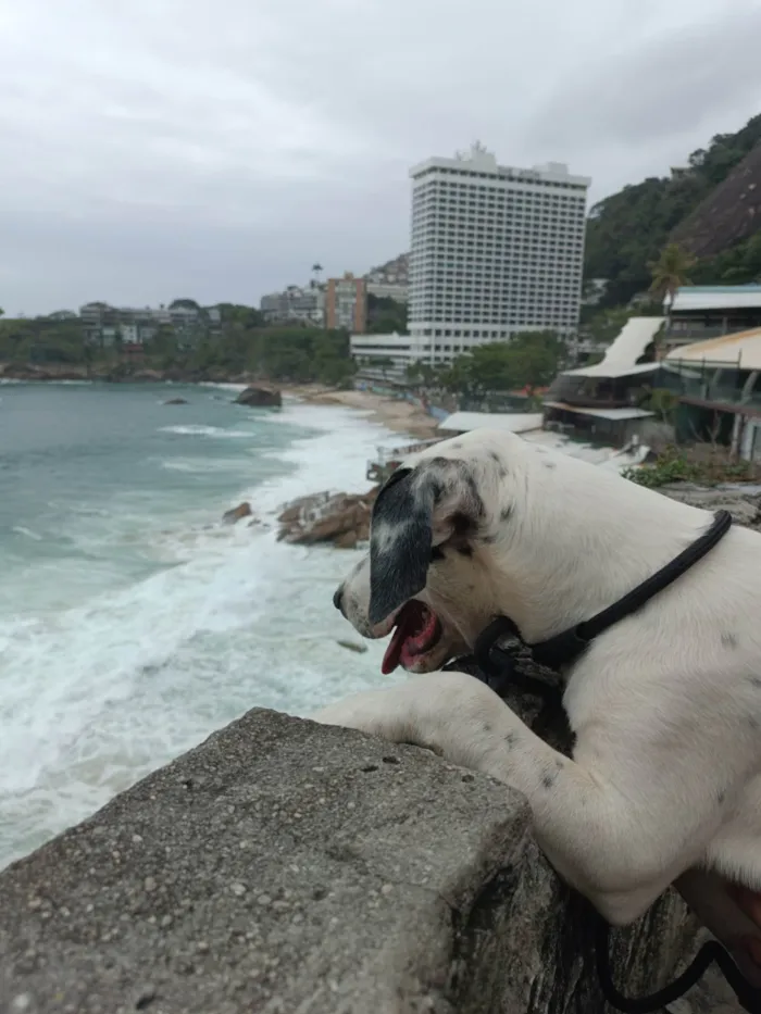 Cachorro ra a Pit-Bull idade 2 a 6 meses nome Thor