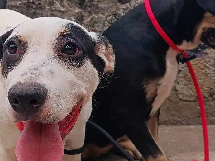 Cachorro ra a Pit-Bull idade 2 a 6 meses nome Thor