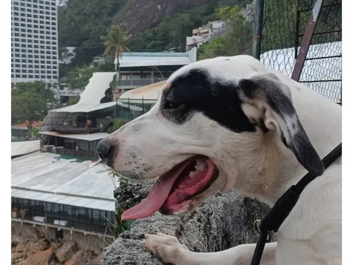 Cachorro ra a Pit-Bull idade 2 a 6 meses nome Thor