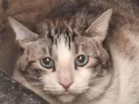 Gato ra a Exótico idade 2 anos nome Pequeno