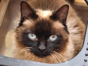 Gato raça Siamês idade 2 anos nome Alladin