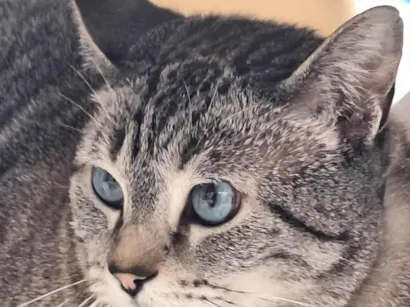 Gato raça Exótico idade 2 anos nome Abul