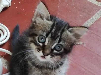 Gato raça SRD-ViraLata idade Abaixo de 2 meses nome Tigrado 1
