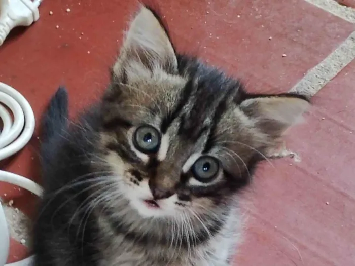 Gato ra a SRD-ViraLata idade Abaixo de 2 meses nome Tigrado 1
