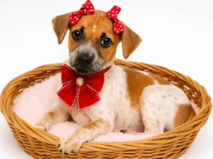 Cachorro raça SRD-ViraLata idade 2 a 6 meses nome Luisa